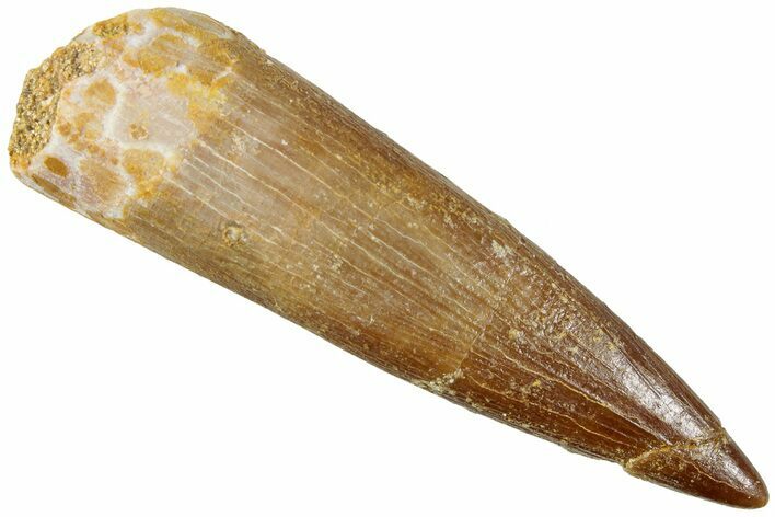 Fossil Plesiosaur (Zarafasaura) Tooth - Morocco #237606